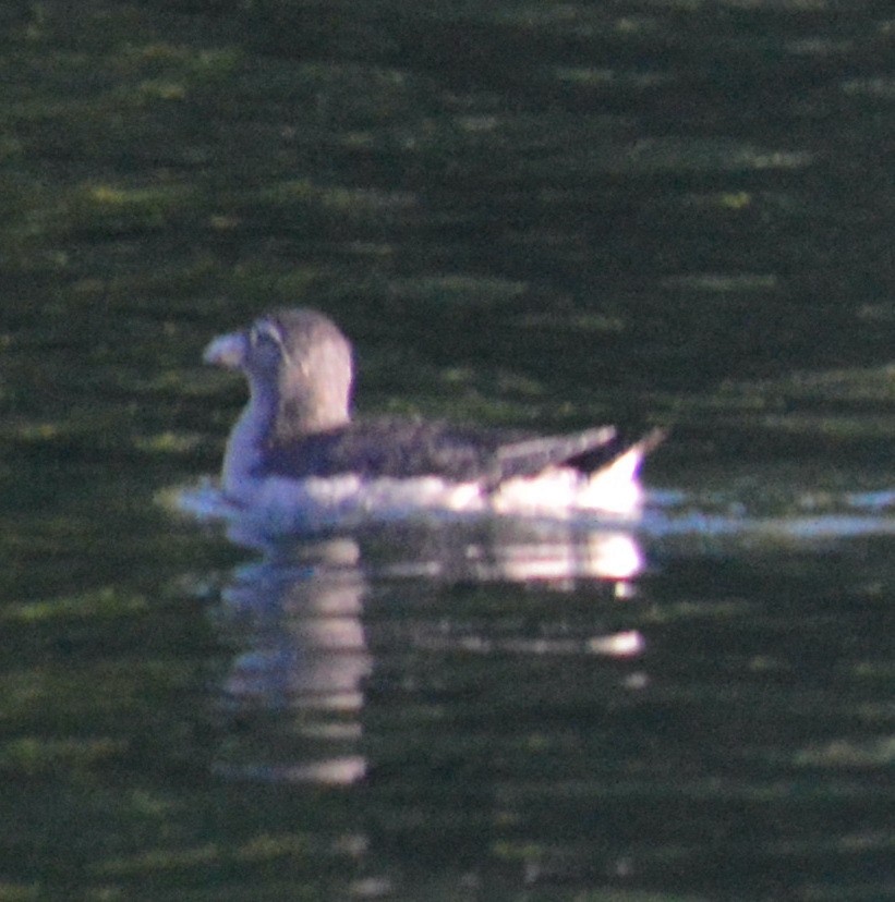 Rhinoceros Auklet - ML512543051