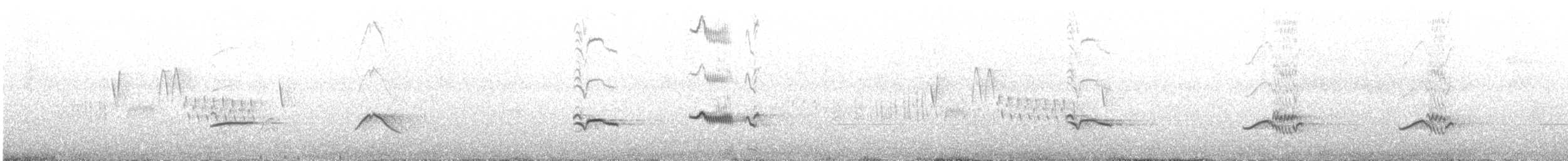 umbratrost (magellanicus/pembertoni) - ML512543421
