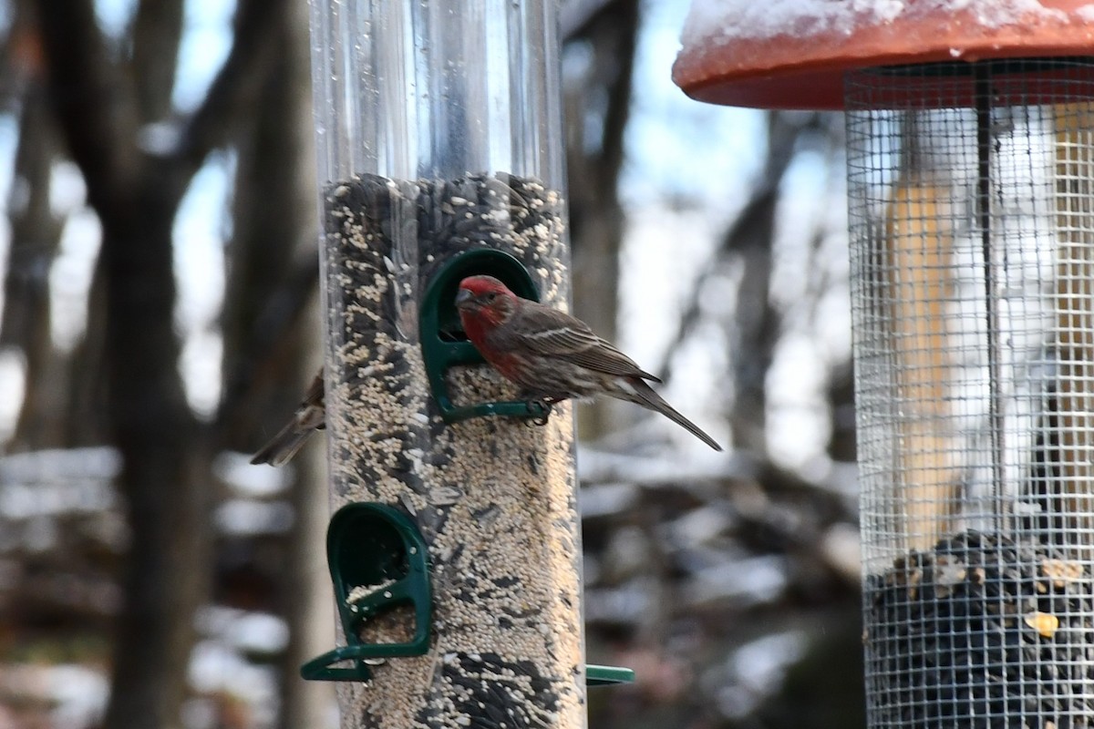 House Finch - ML512544271