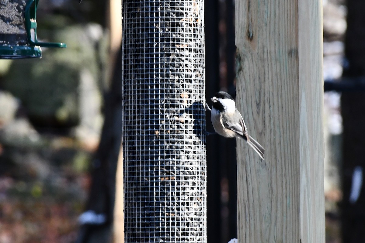 Mésange à tête noire - ML512544411