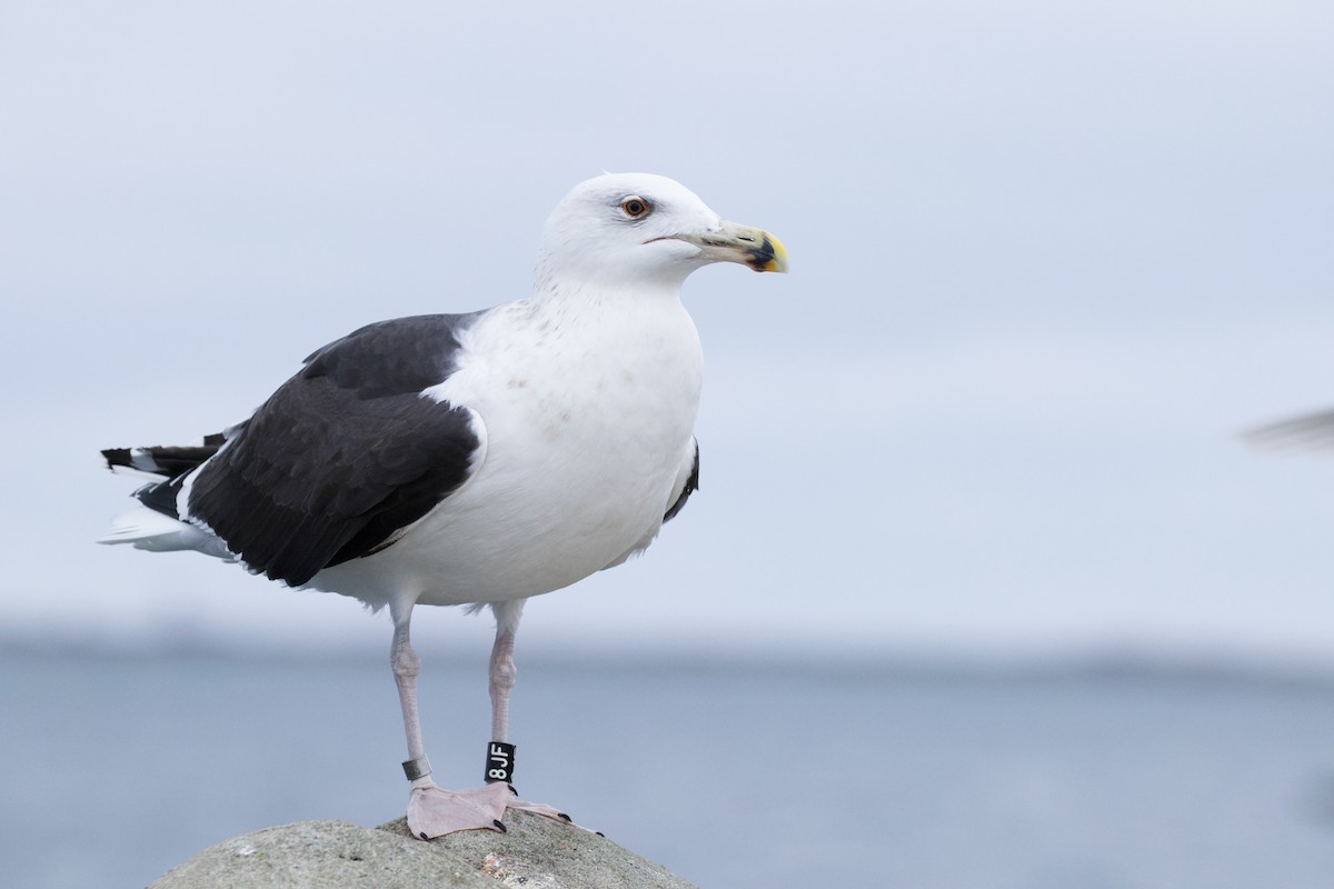 Great Black-backed Gull - ML512544471