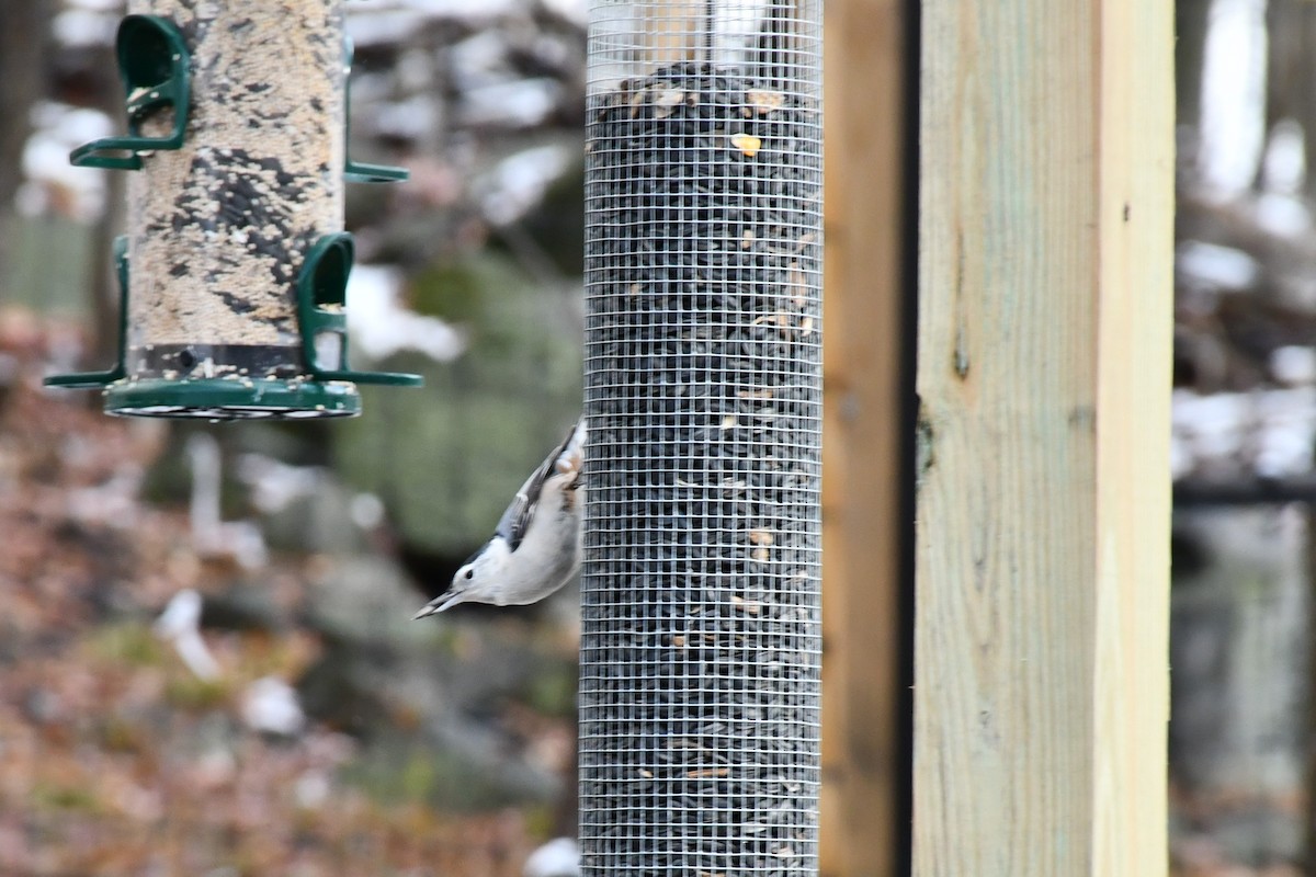 White-breasted Nuthatch - ML512544551