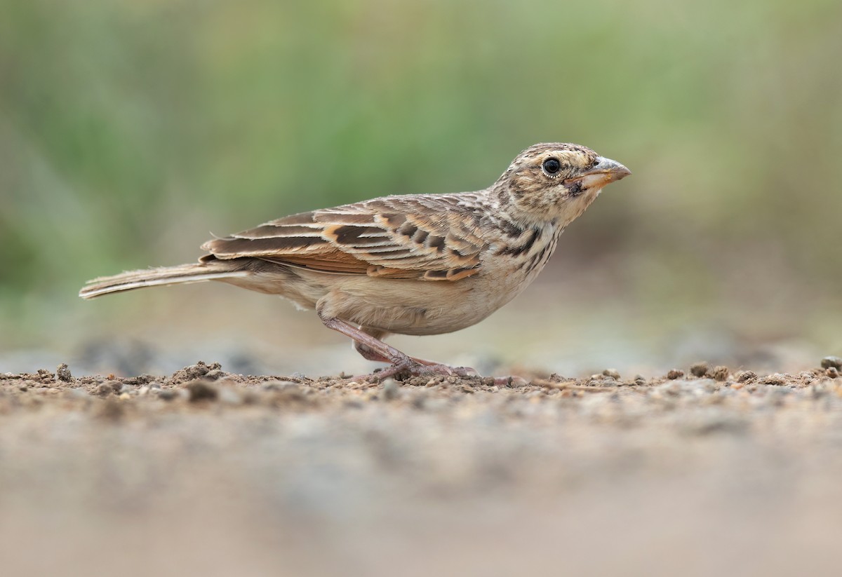 Singing Bushlark (Australasian) - ML512545391