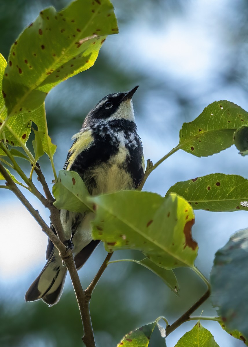 Yellow-rumped Warbler - ML512546571