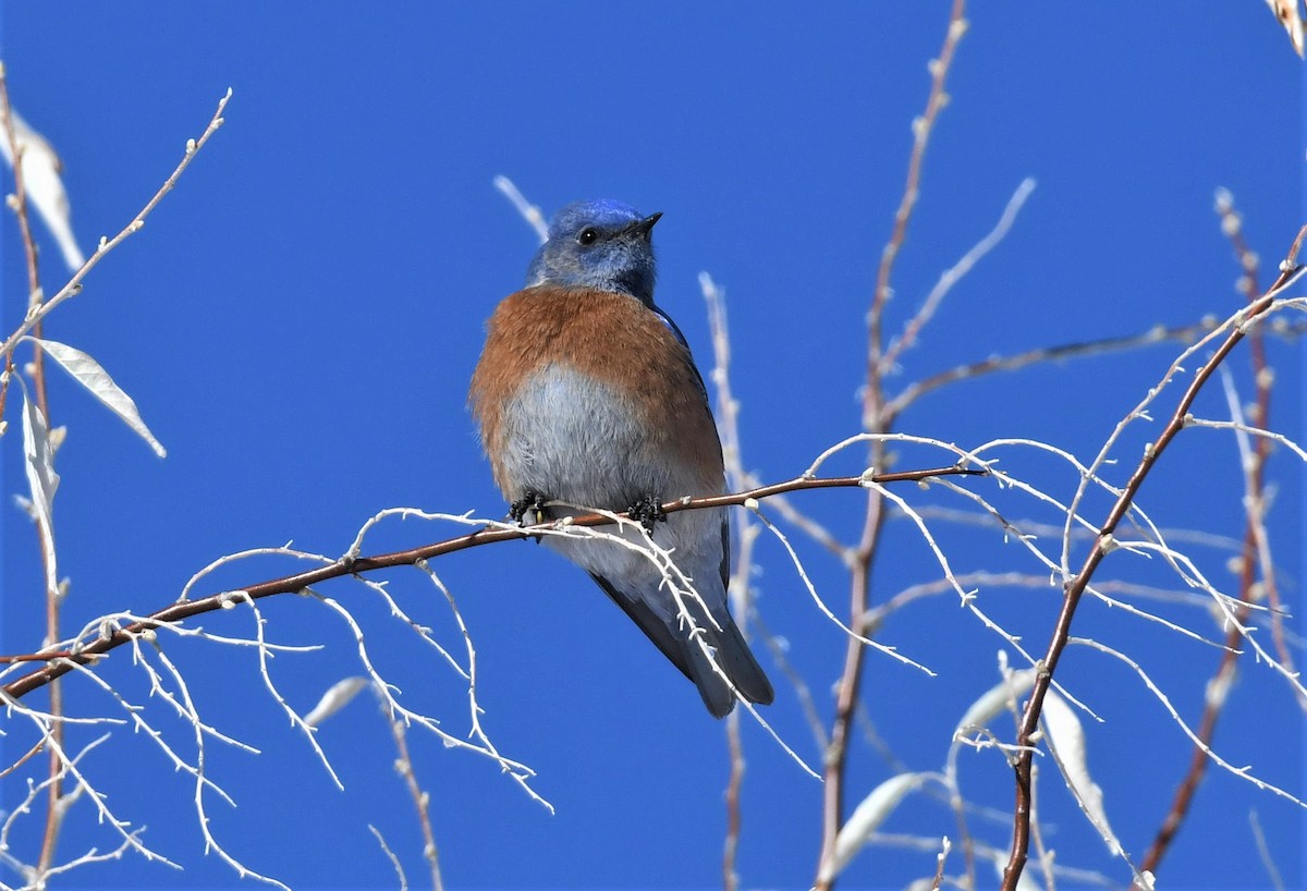 Western Bluebird - Brent Farnsworth