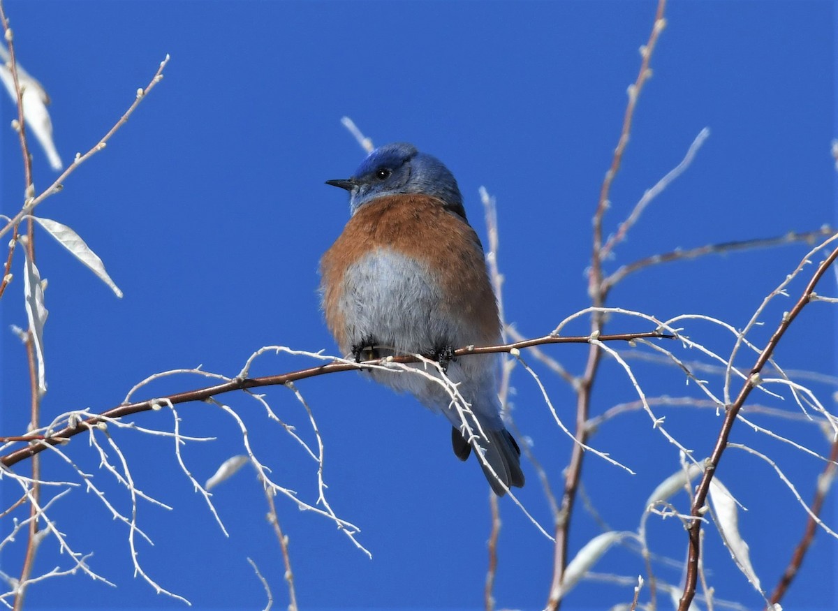 Western Bluebird - Brent Farnsworth