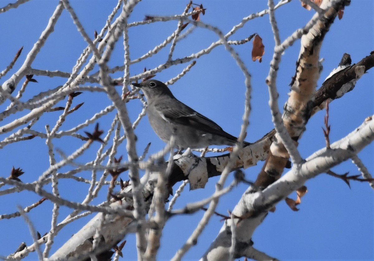 Townsend's Solitaire - Brent Farnsworth