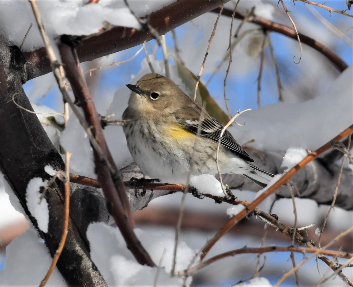 Yellow-rumped Warbler - Brent Farnsworth