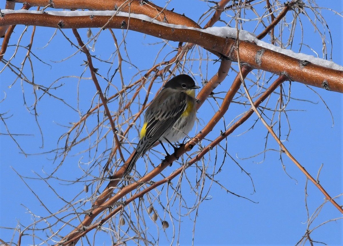 Yellow-rumped Warbler - ML512547311