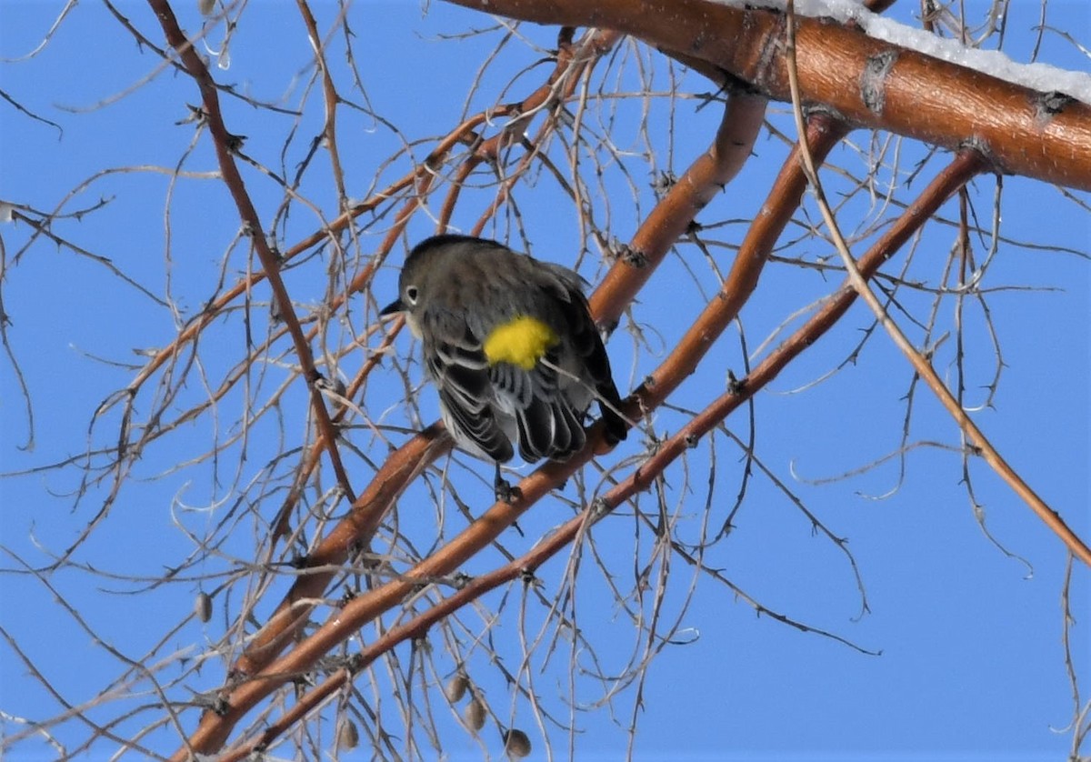 Пісняр-лісовик жовтогузий - ML512547391