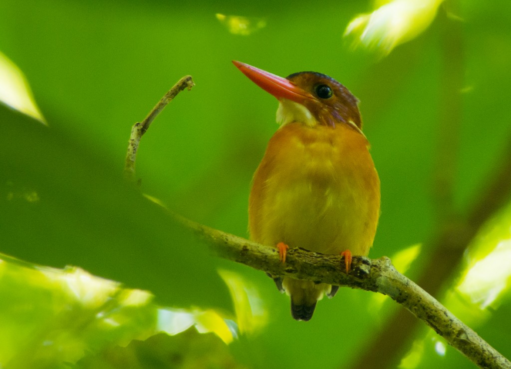 Sulawesi Dwarf-Kingfisher - ML512547671