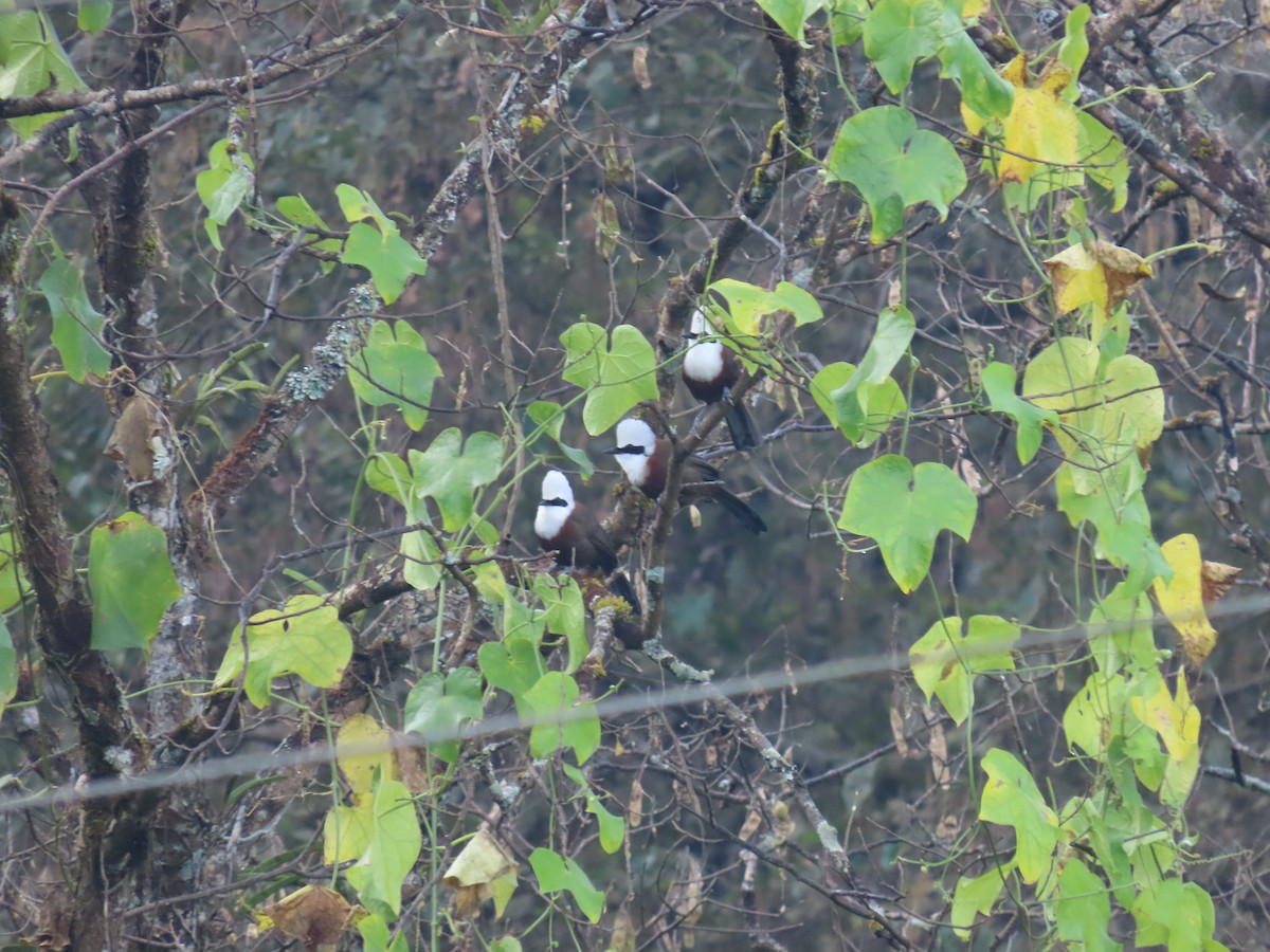 White-crested Laughingthrush - ML512548631