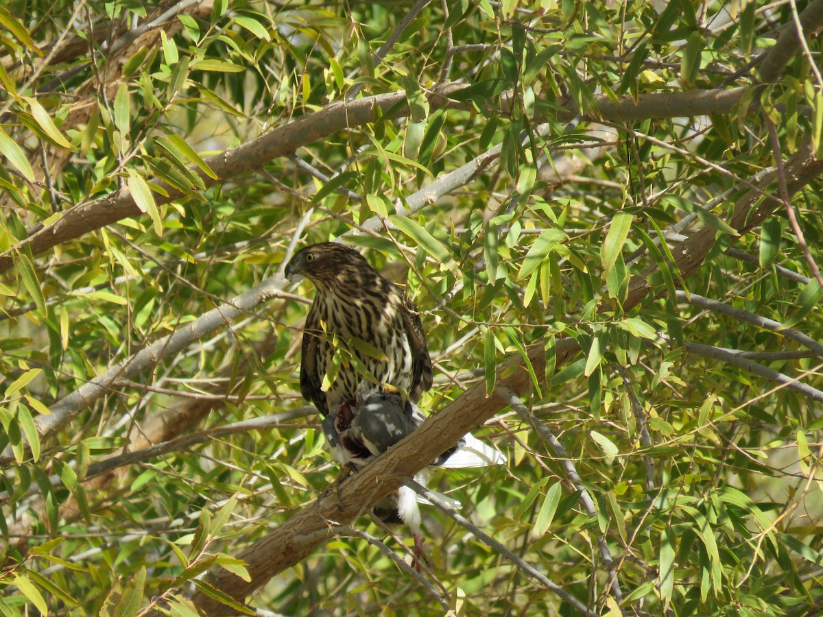 Cooper's Hawk - ML512548961