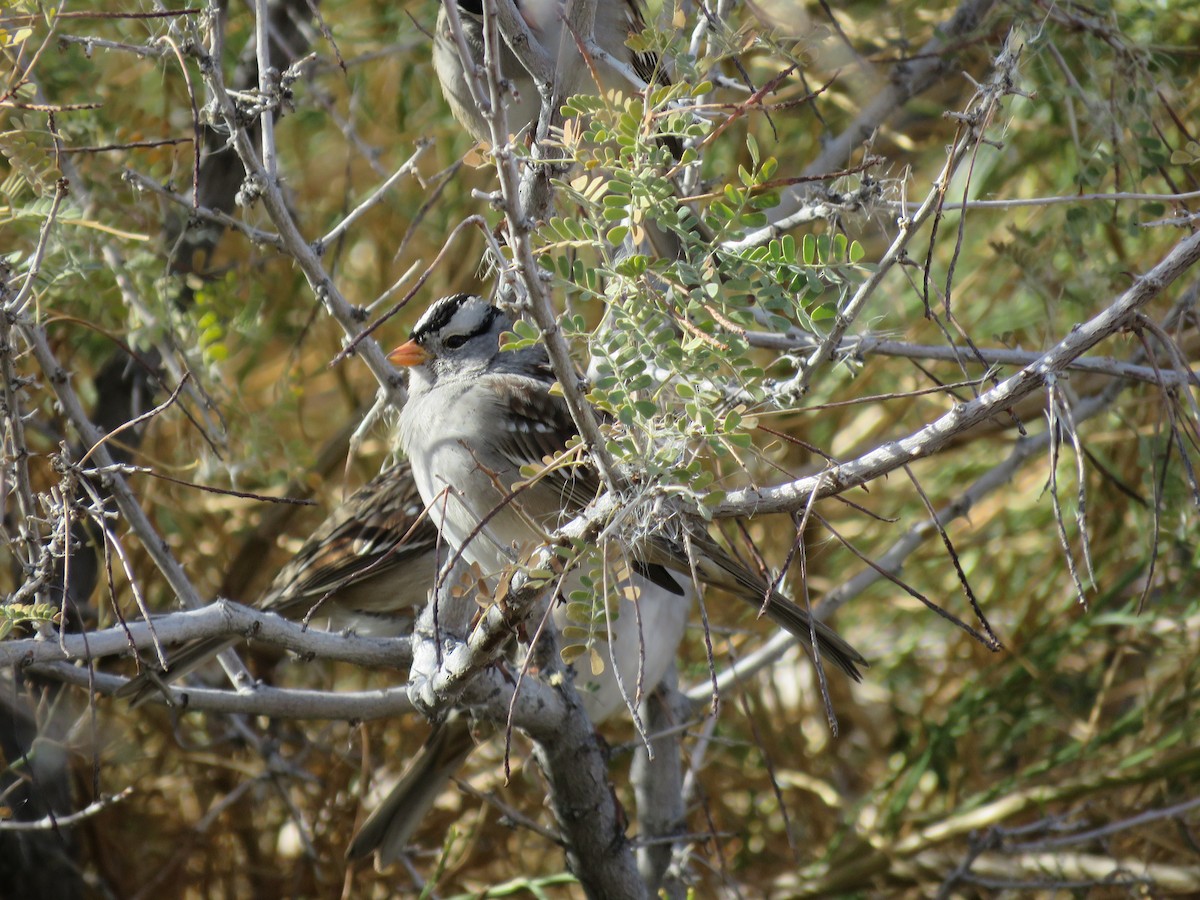 White-crowned Sparrow - ML512548991