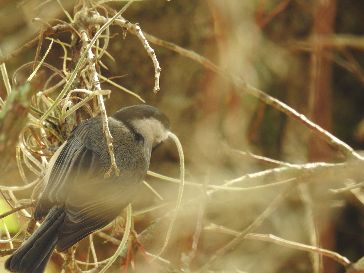 Carolina Chickadee - ML512549901