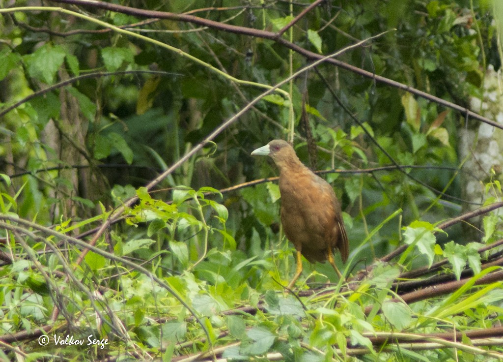 Isabelline Bush-hen - ML512549981