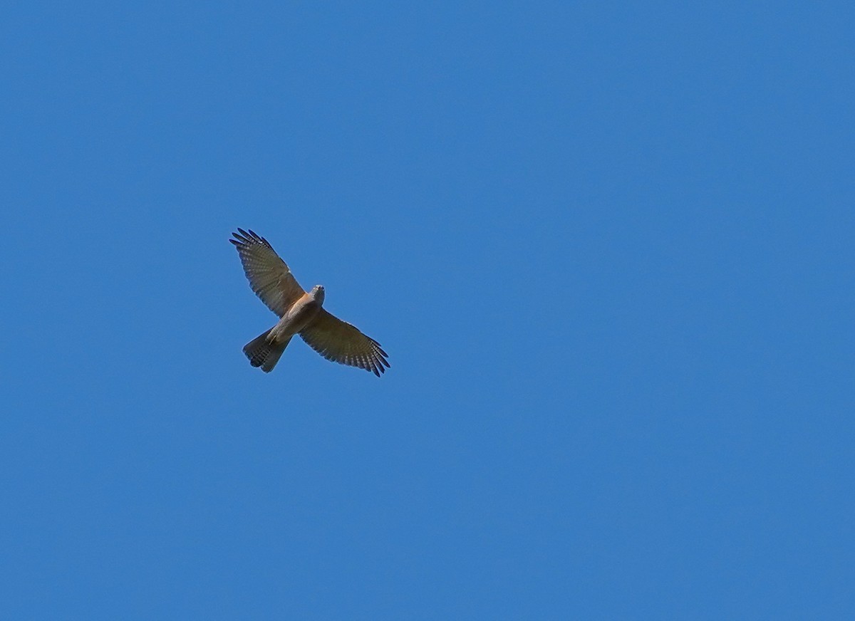 Brown Goshawk - Robert Weissler