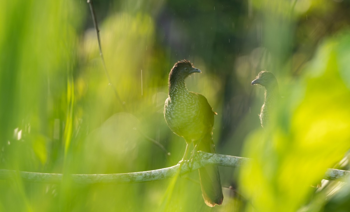 Speckled Chachalaca (Speckled) - Phil Bartley