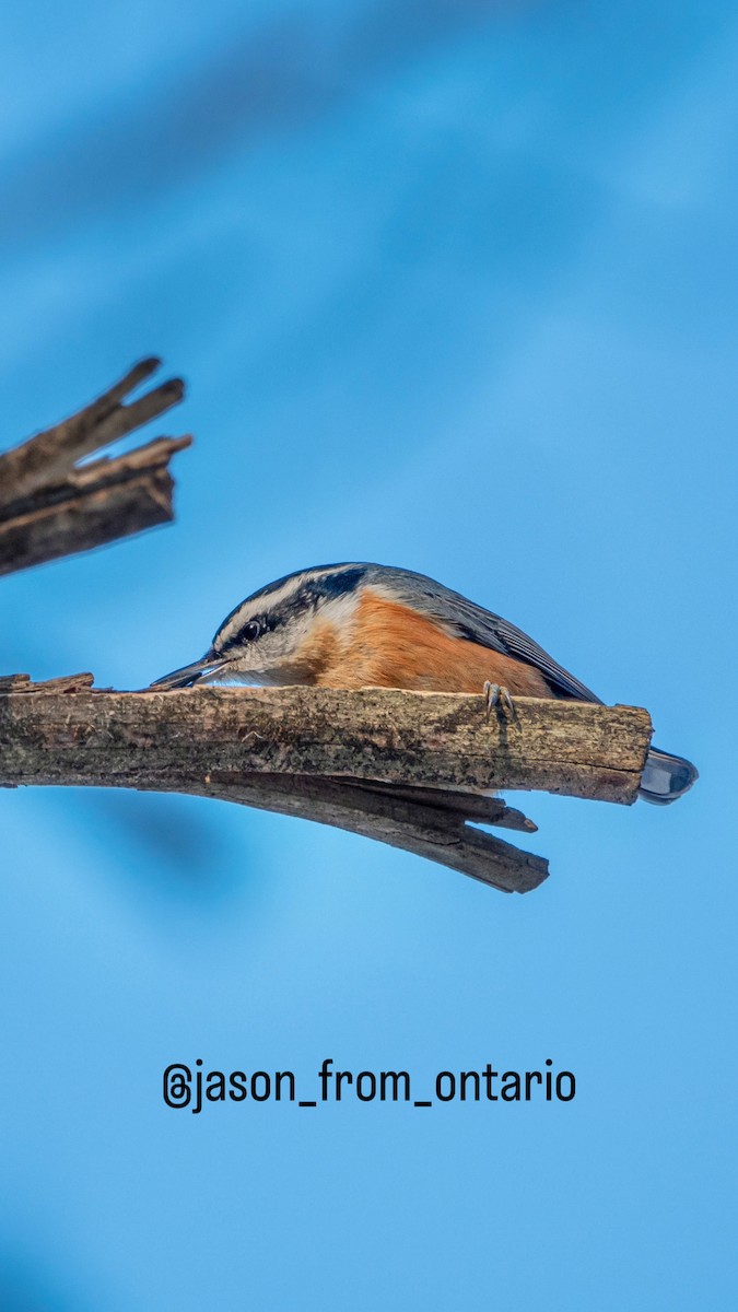 Red-breasted Nuthatch - ML512550591