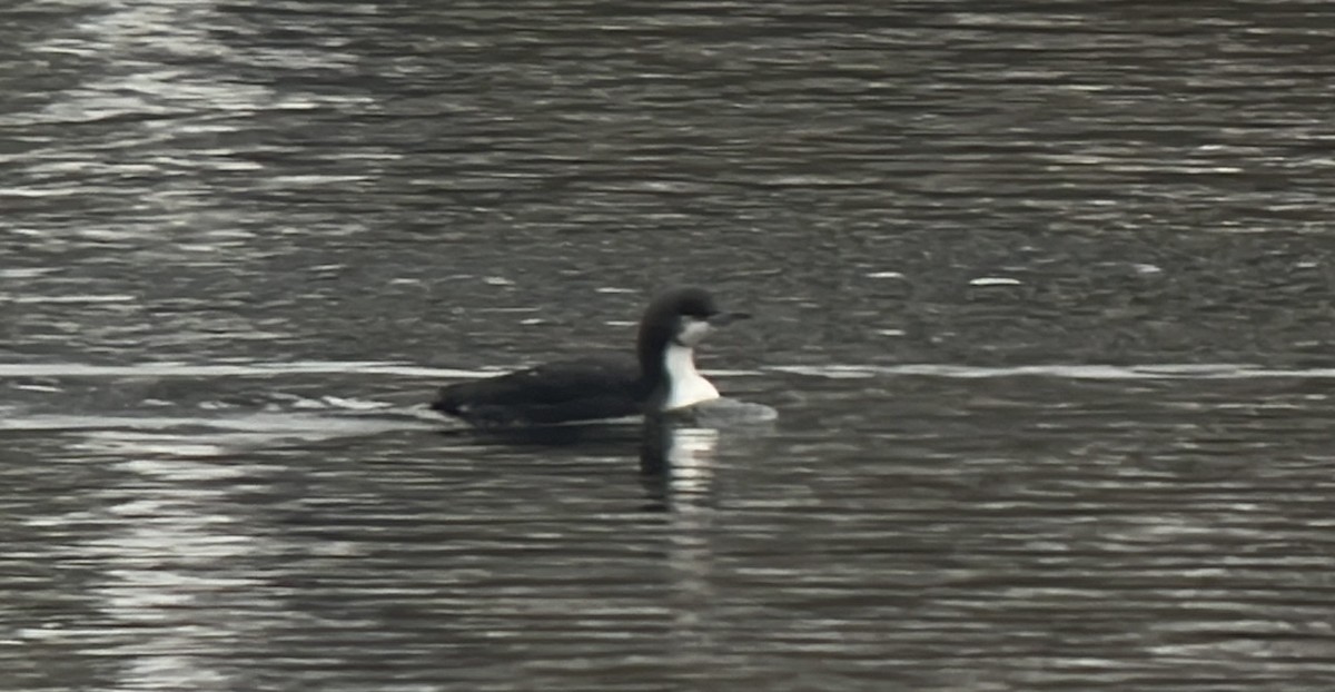 Pacific Loon - ML512553141