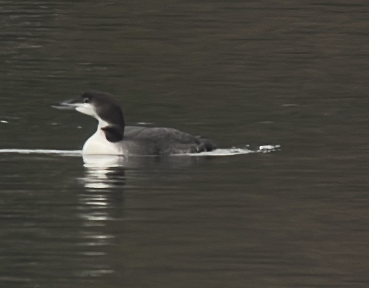 Plongeon huard - ML512553481