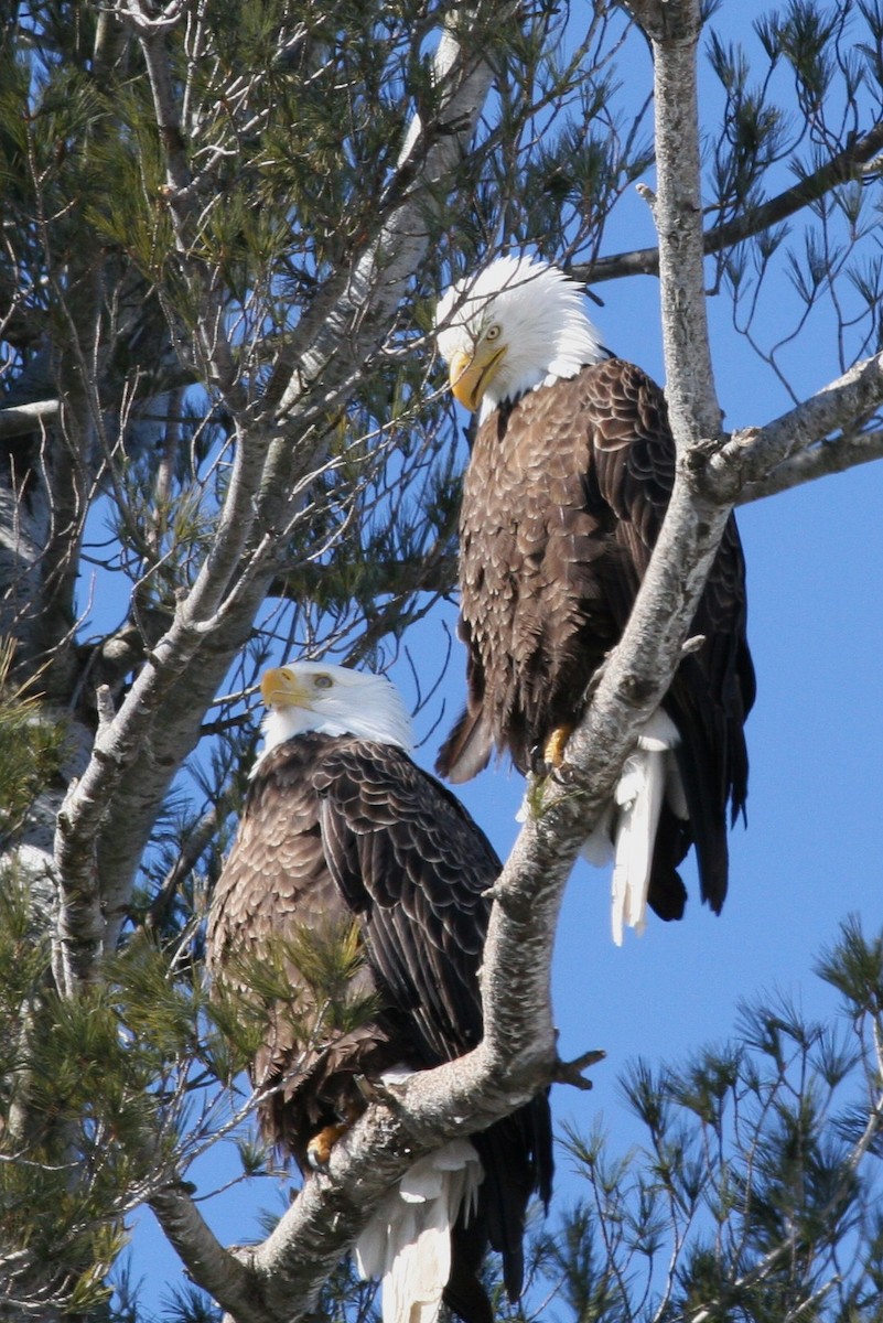 Weißkopf-Seeadler - ML51255471