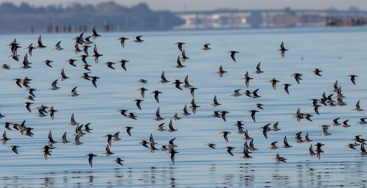 Dunlin - ML512554961