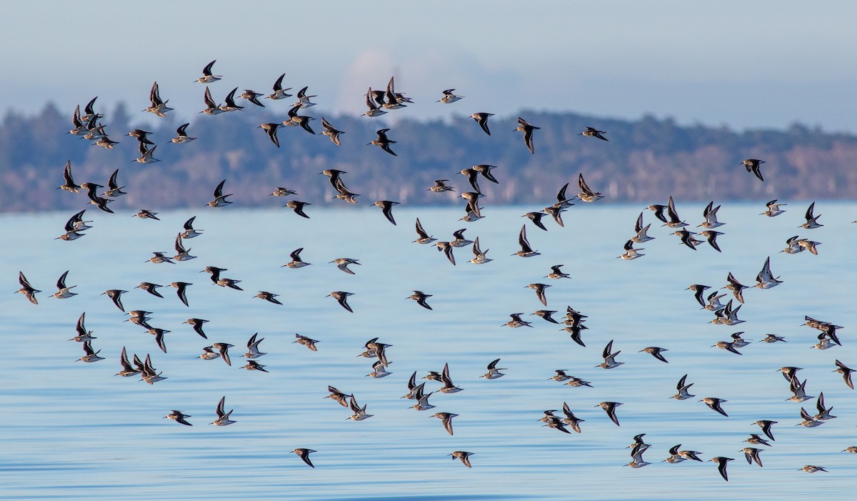 Dunlin - ML512554971