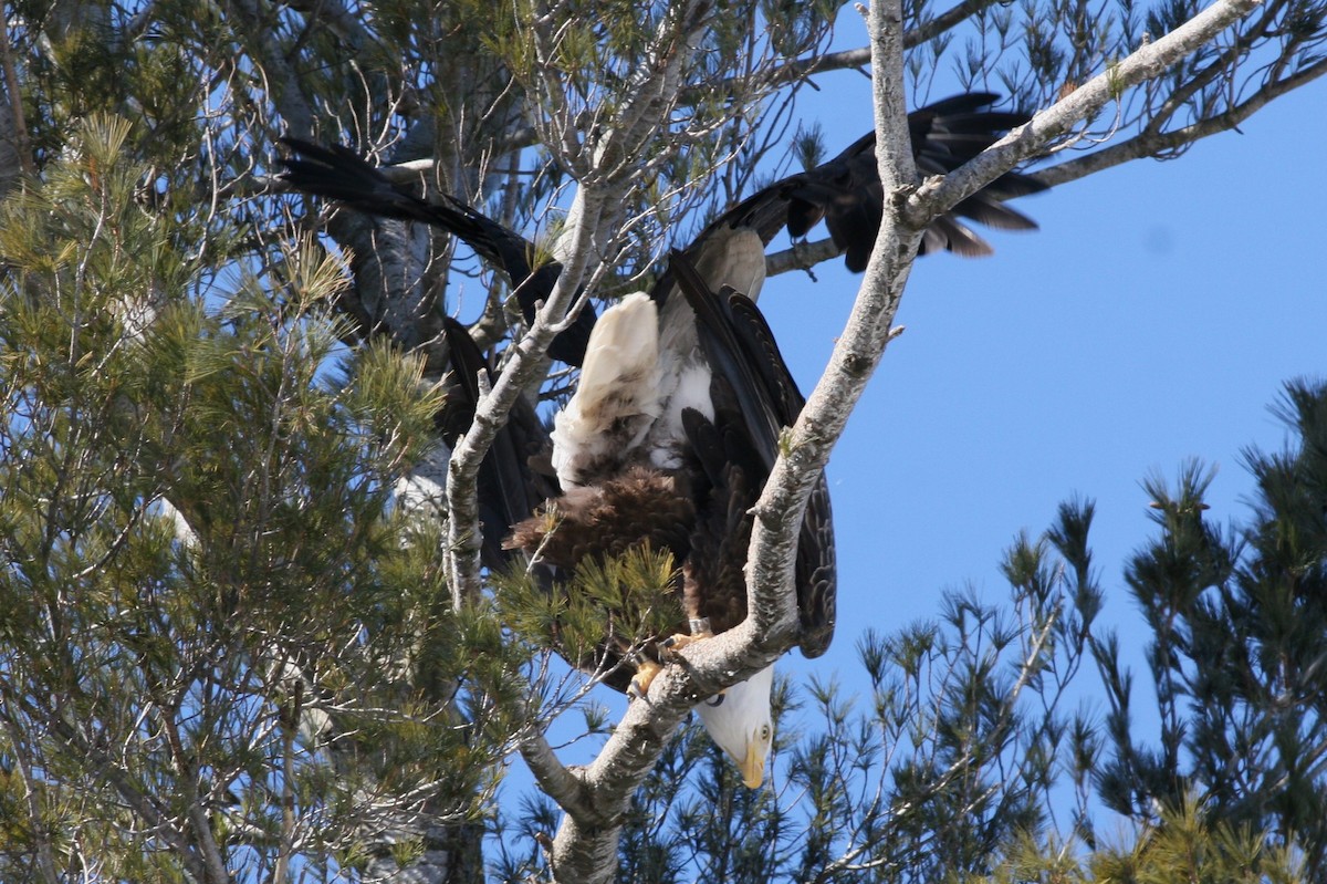 Bald Eagle - Margaret Viens