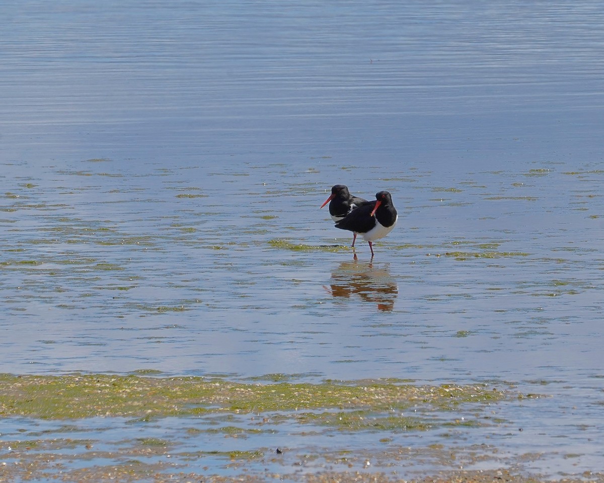 Pied Oystercatcher - ML512555411