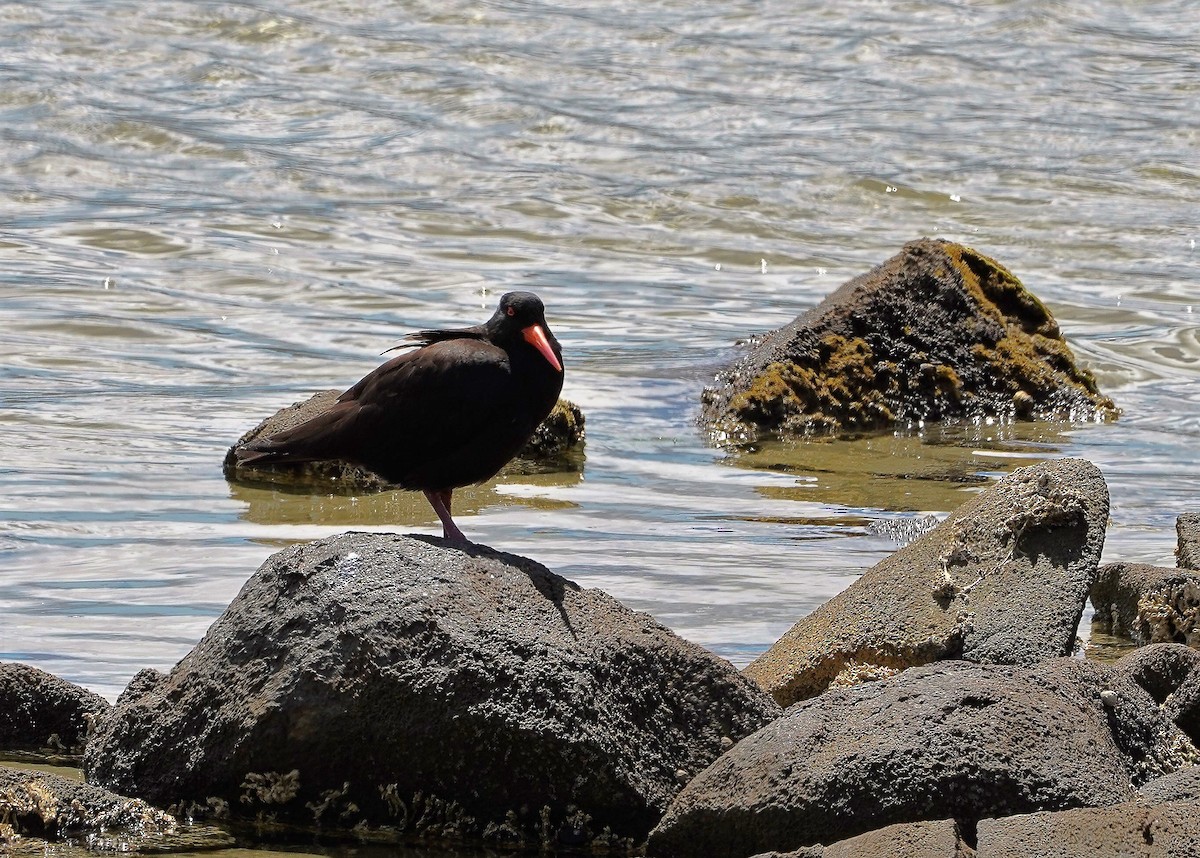 Sooty Oystercatcher - ML512555421