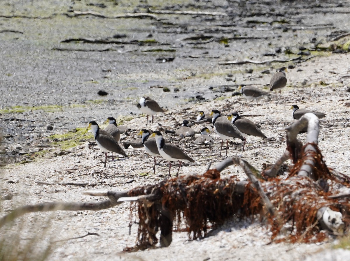 Masked Lapwing (Black-shouldered) - ML512555501