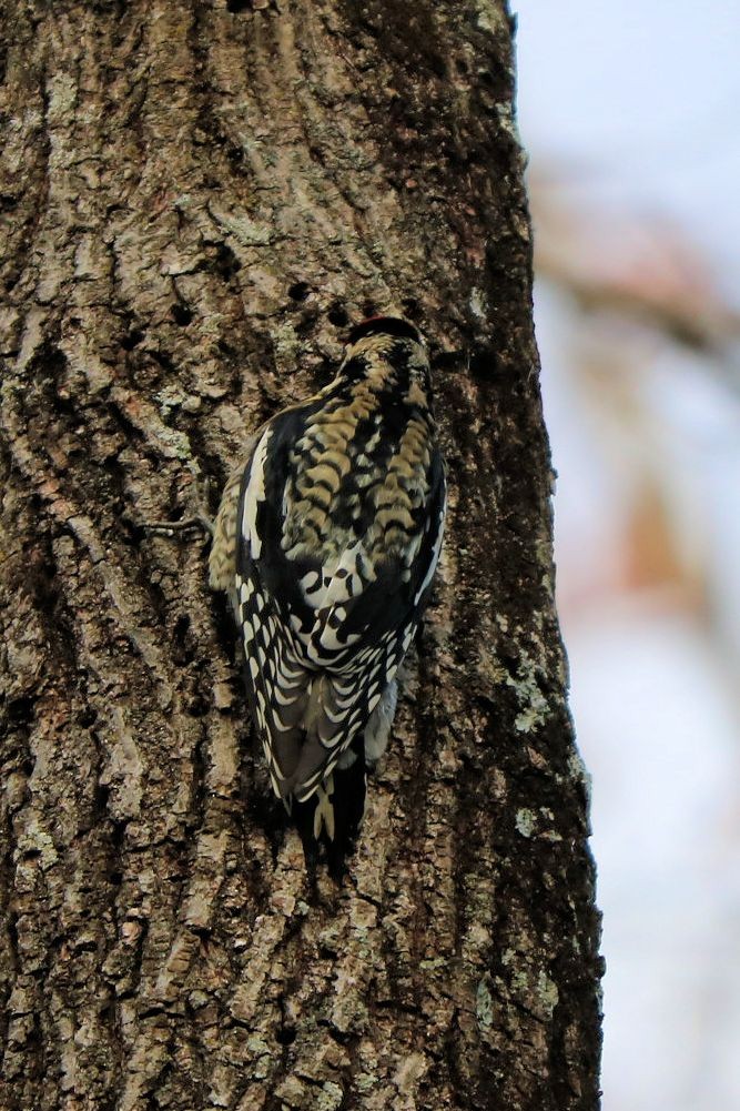 Yellow-bellied Sapsucker - Jack & Jean Filigenzi