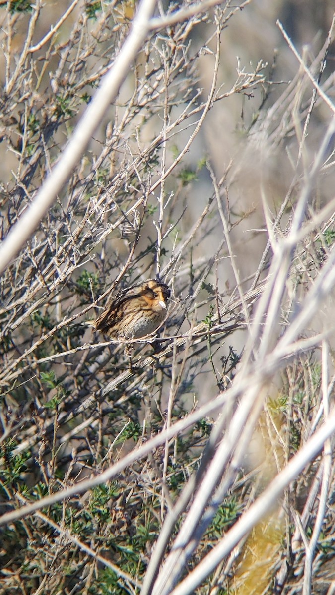 Nelson's Sparrow - ML512555751