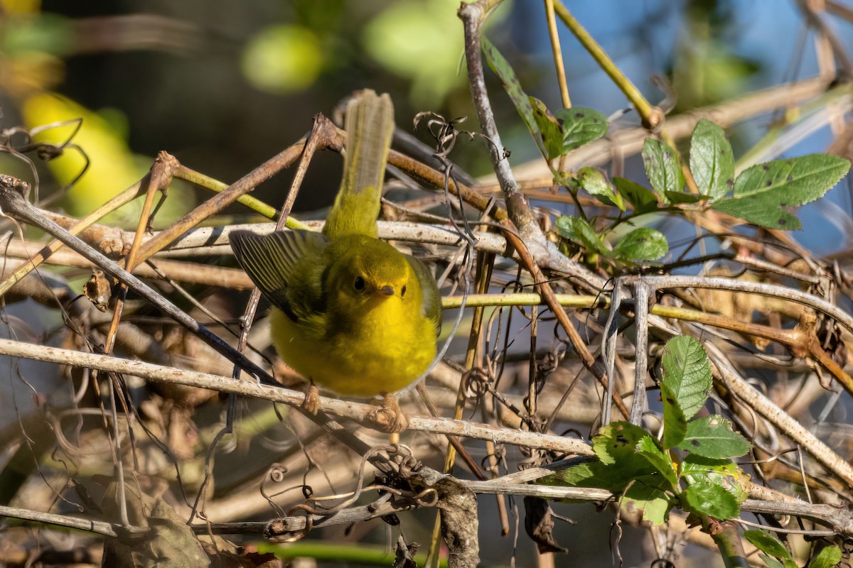 Wilson's Warbler - ML512555881