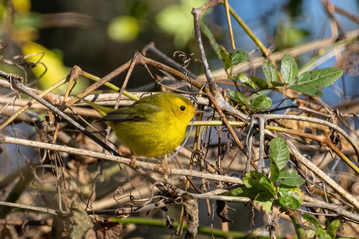 Wilson's Warbler - ML512555891