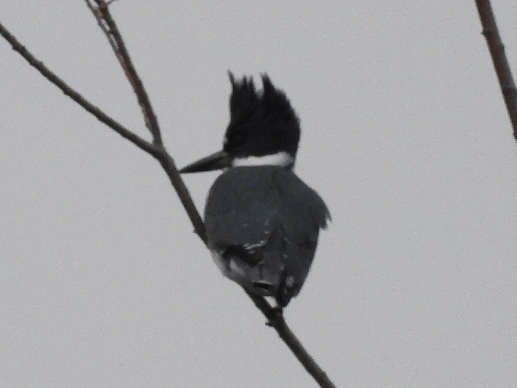 Belted Kingfisher - ML512556091