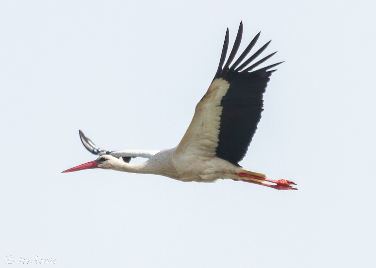 White Stork - Jon Lowes
