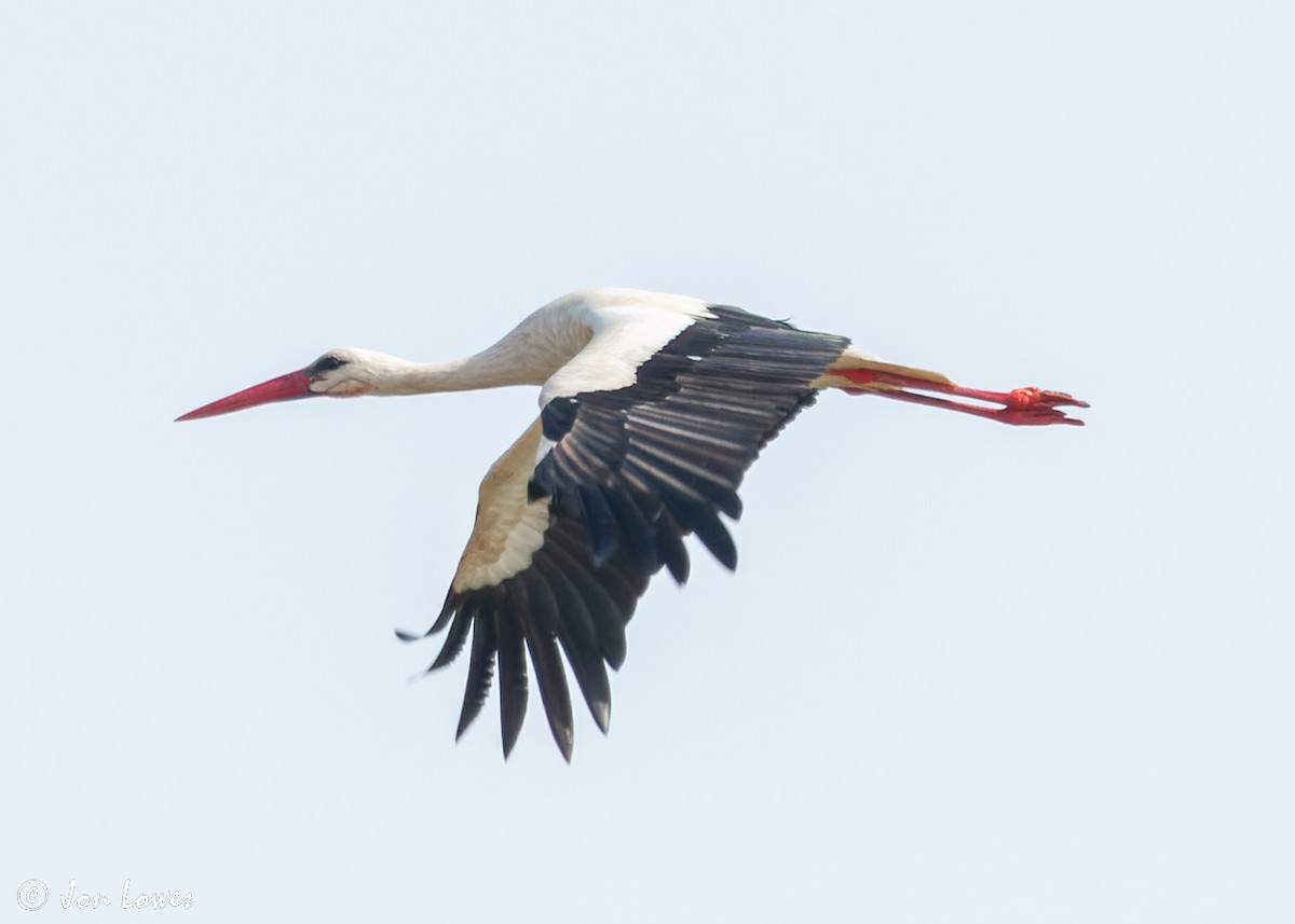 White Stork - Jon Lowes