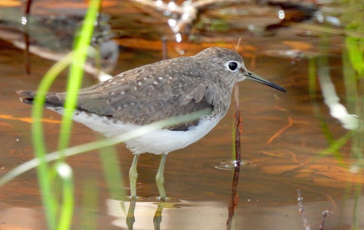 Solitary Sandpiper - ML512557531