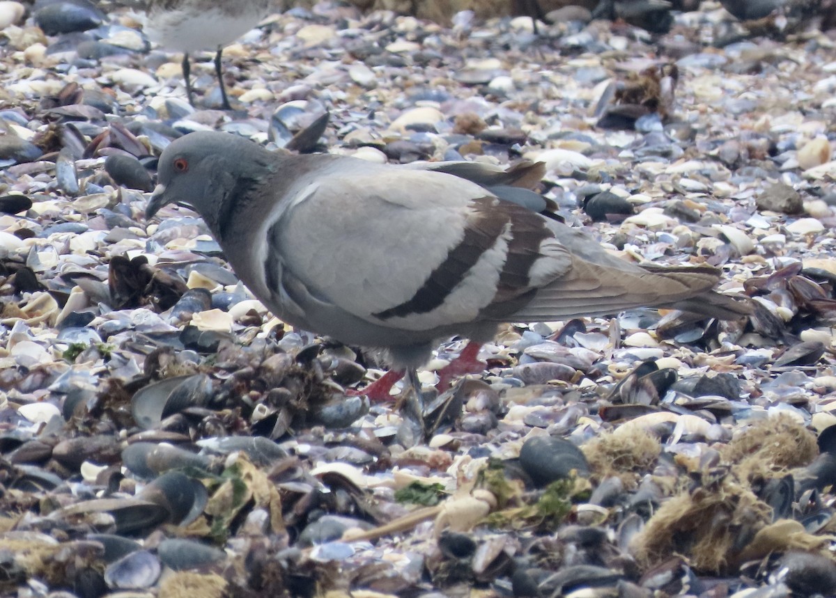 Rock Pigeon (Feral Pigeon) - ML512558431