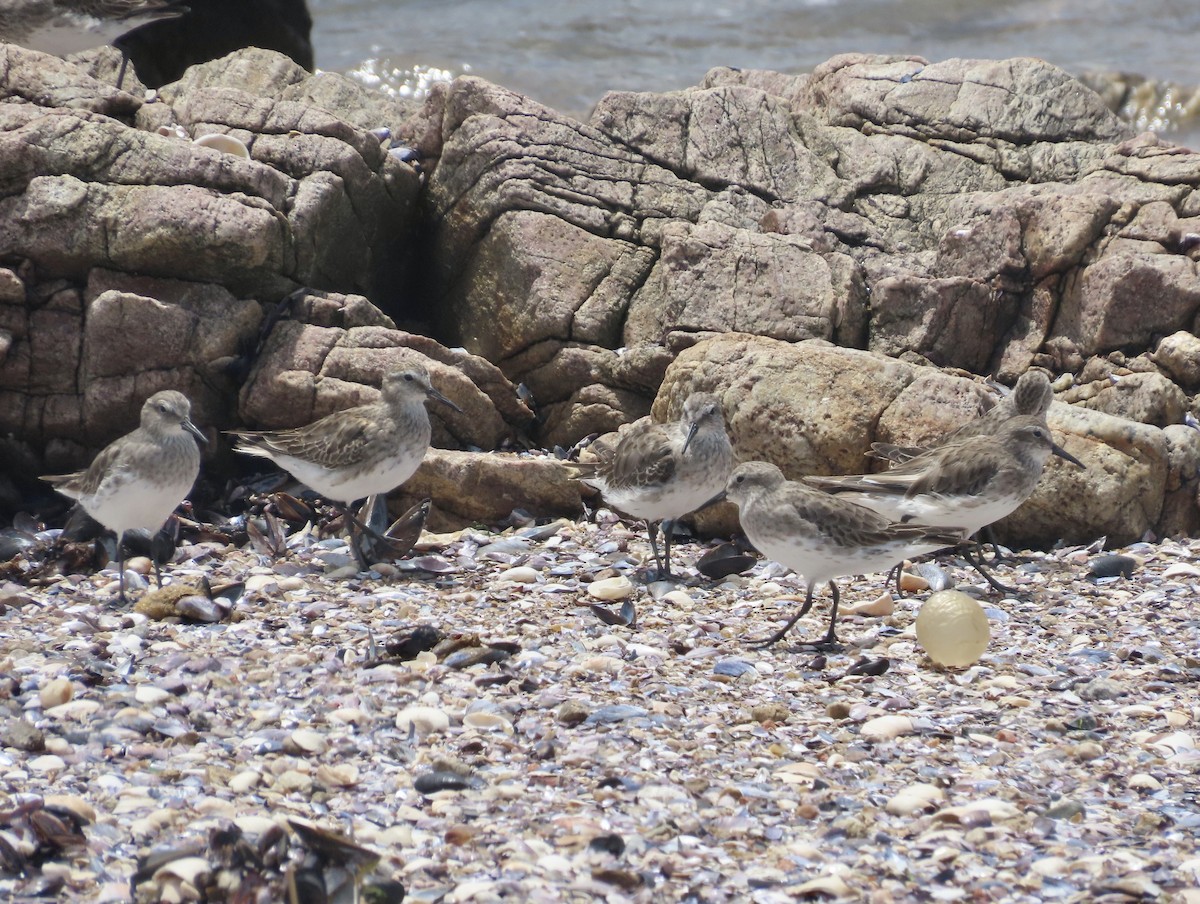 White-rumped Sandpiper - ML512558711