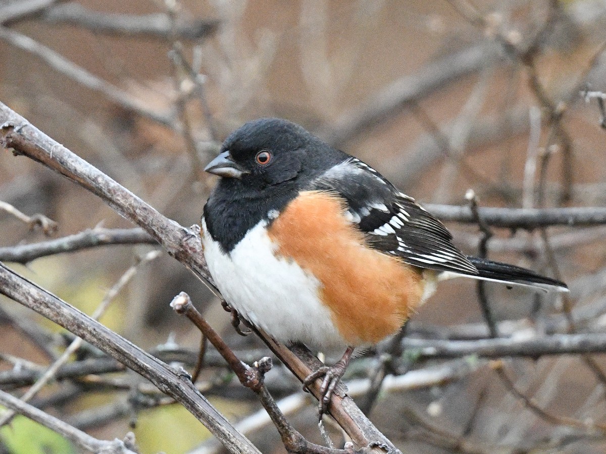 Spotted Towhee - ML512558901