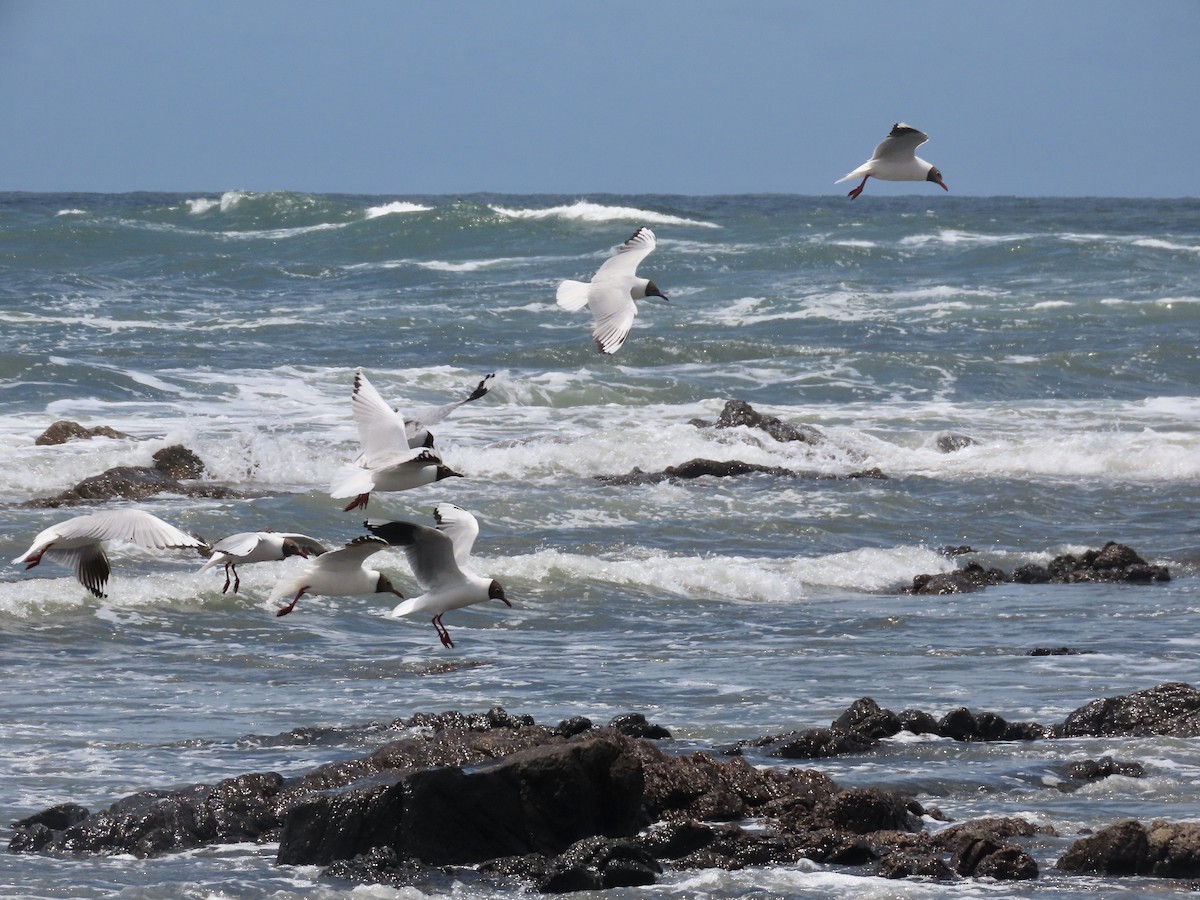 Brown-hooded Gull - ML512559291