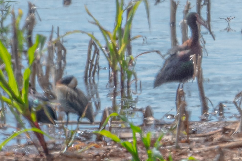 White-faced Ibis - ML512559971