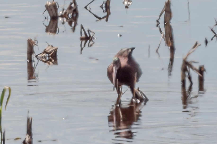 White-faced Ibis - ML512560021