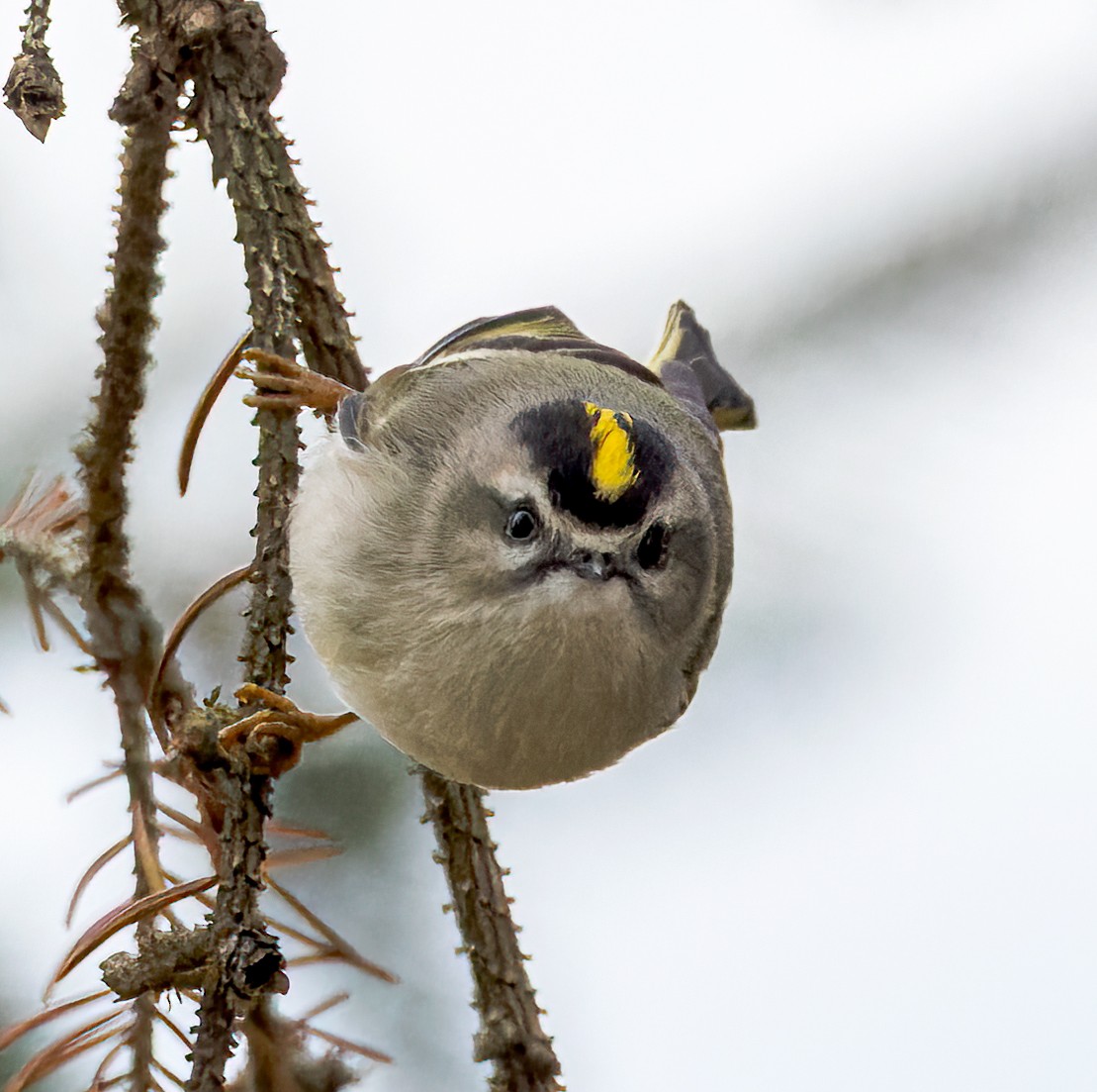 Golden-crowned Kinglet - ML512560391