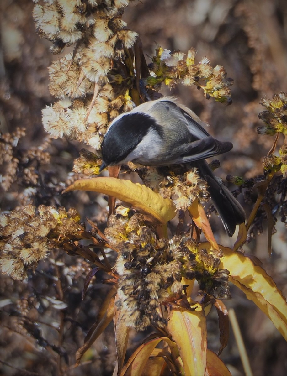 Black-capped Chickadee - ML512560751