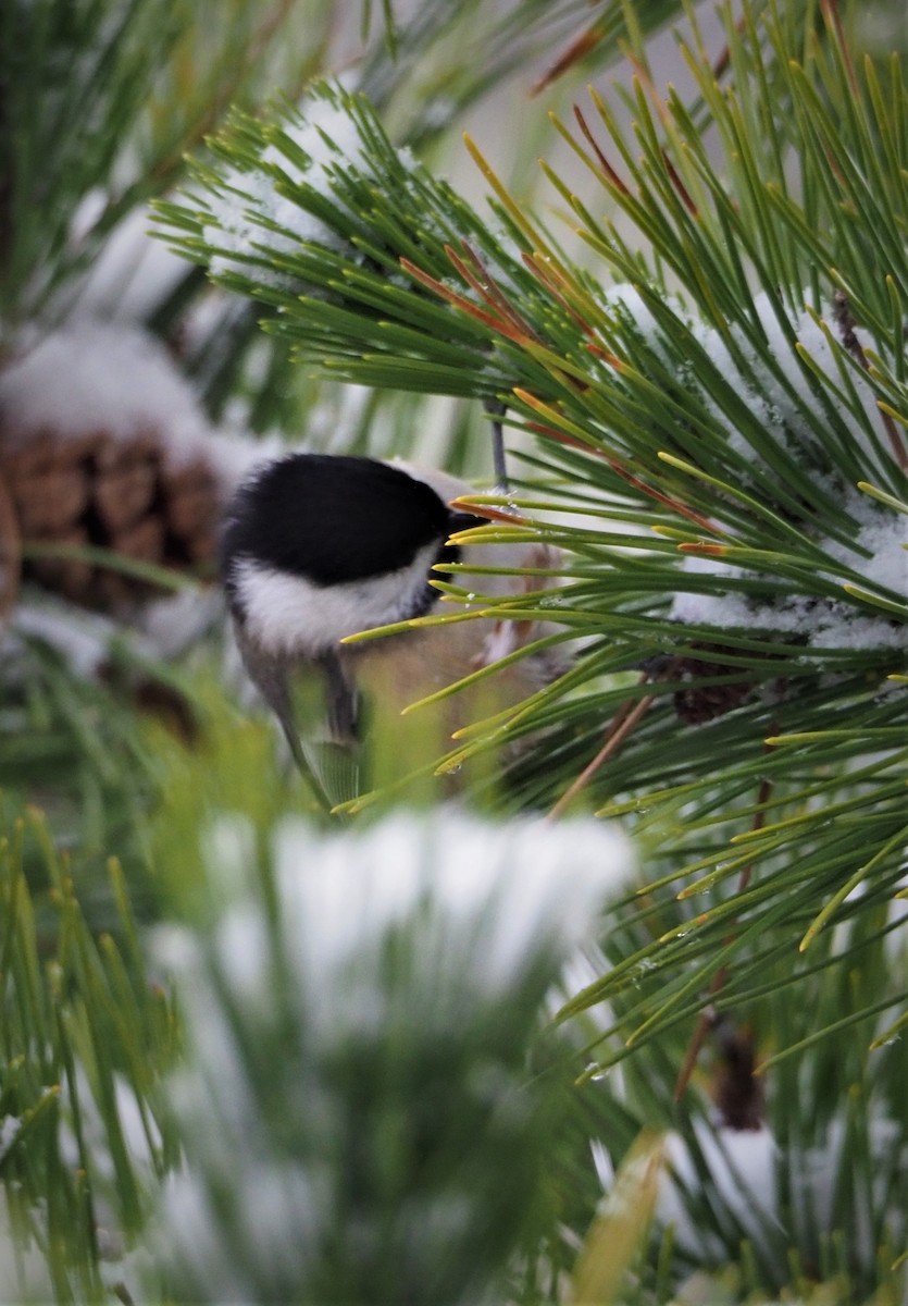 Black-capped Chickadee - ML512560761