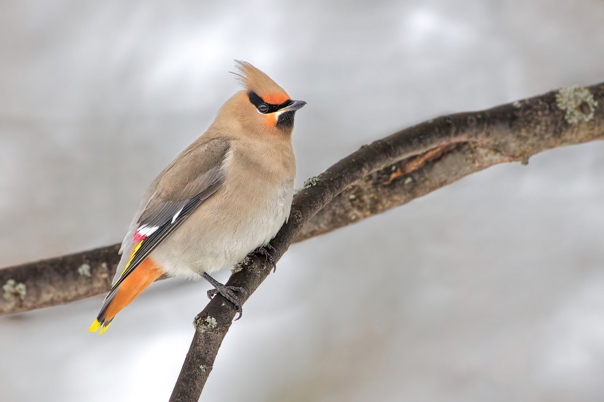 Bohemian Waxwing - ML512561341